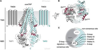 Structure and Dynamics of Antigenic Peptides in Complex with TAP